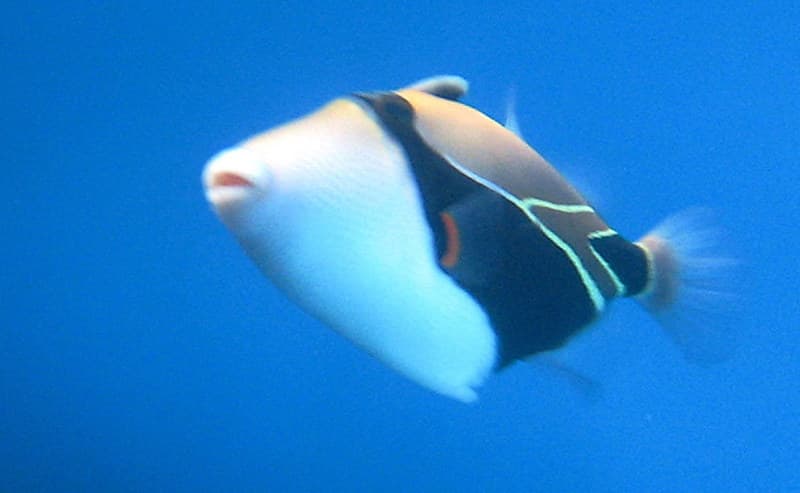 Triggerfish with a Snout Like a Pig
