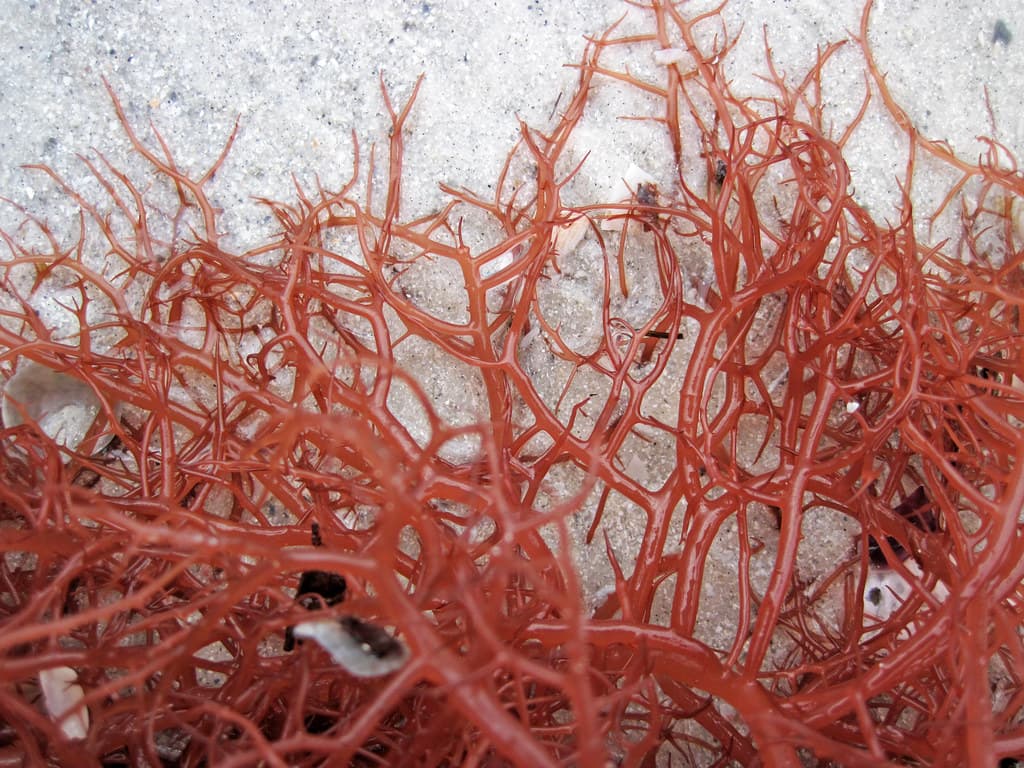 Gracilaria tikvahiae (graceful redweed) (Cayo Costa Island, Florida, USA) 4