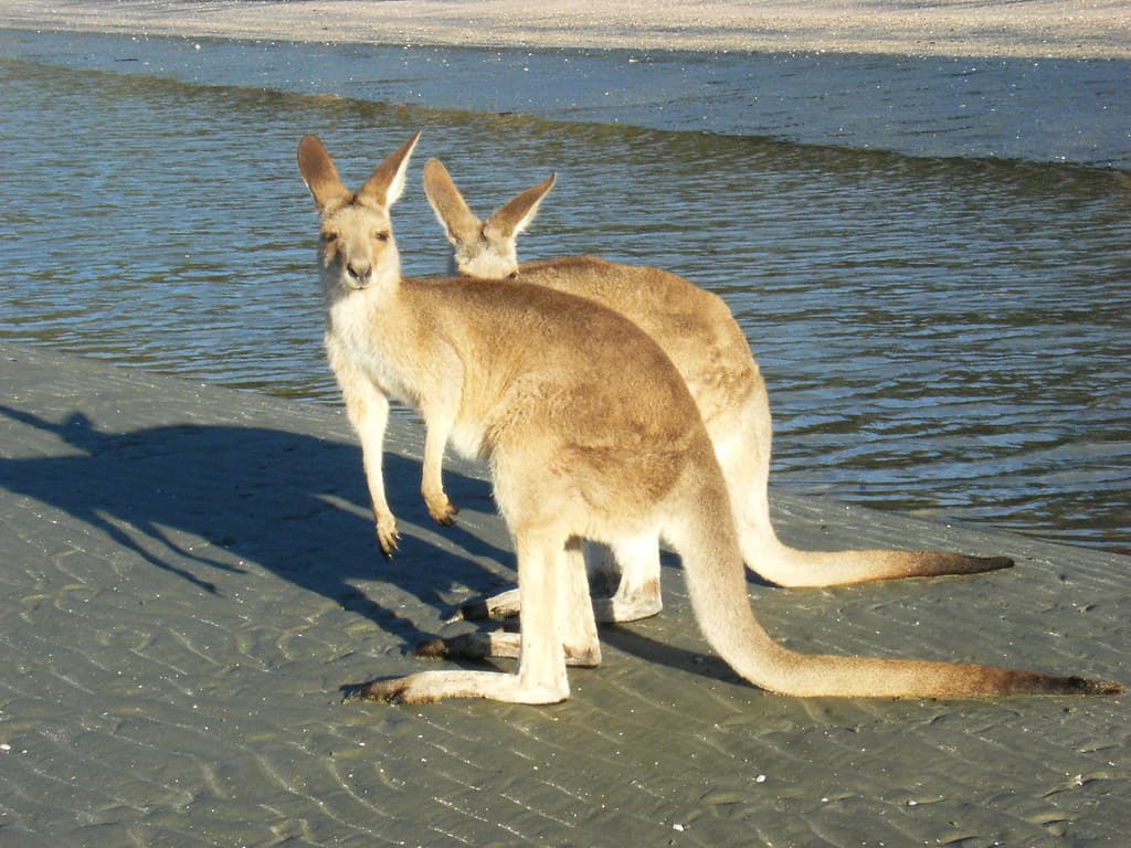 Känguru am Strand