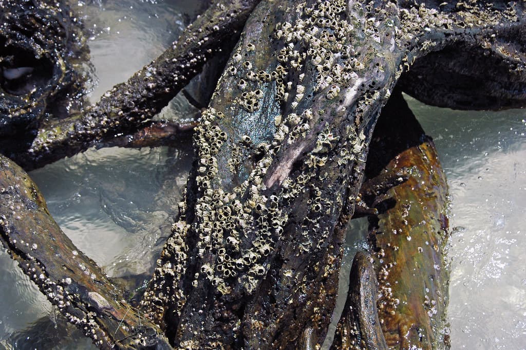 Barnacles encrusting wood (Cayo Costa Island, Florida, USA) 1