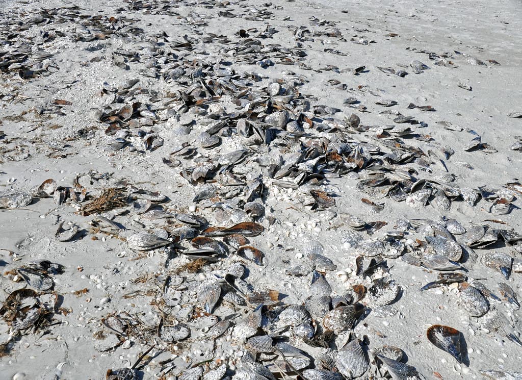 Atrina pen shell bivalves on marine shoreline (Algiers Beach, Sanibel Island, Florida, USA) 2