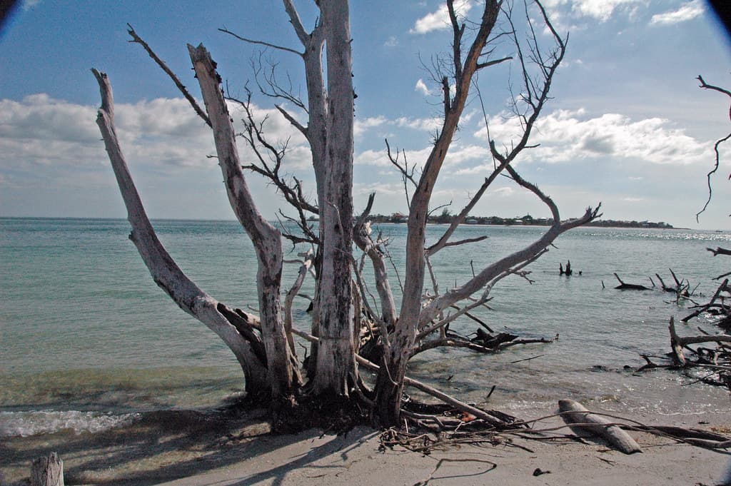 Tree skeletons from 2004's Hurricane Charley (Cayo Costa Island, Florida, USA) 9