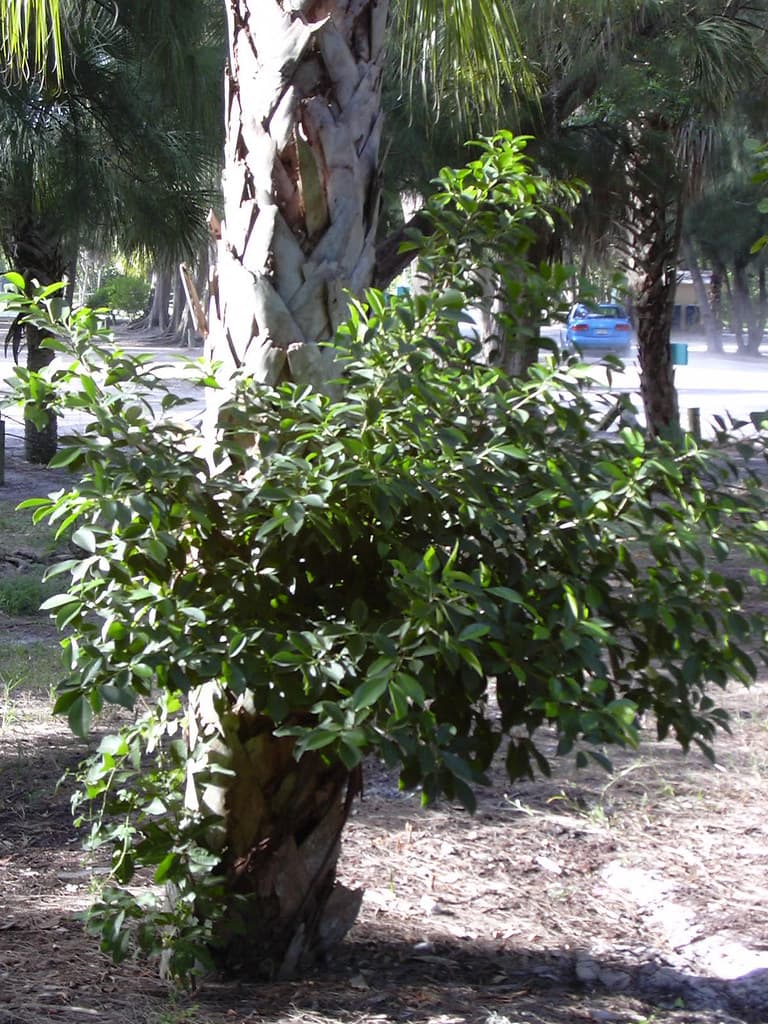 starr-031108-0088-Ficus_microcarpa-in_palm-South_Lido_Beach-Florida