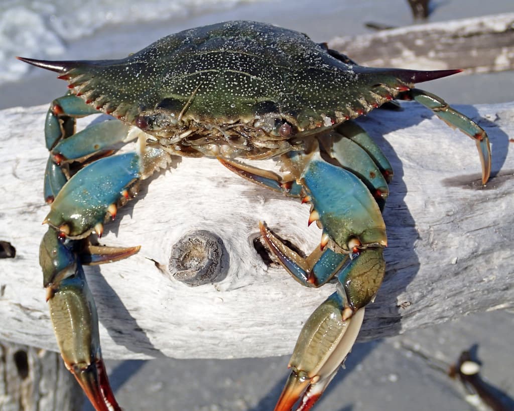 Callinectes sapidus (blue crab) (Cayo Costa Island, Florida, USA) 10