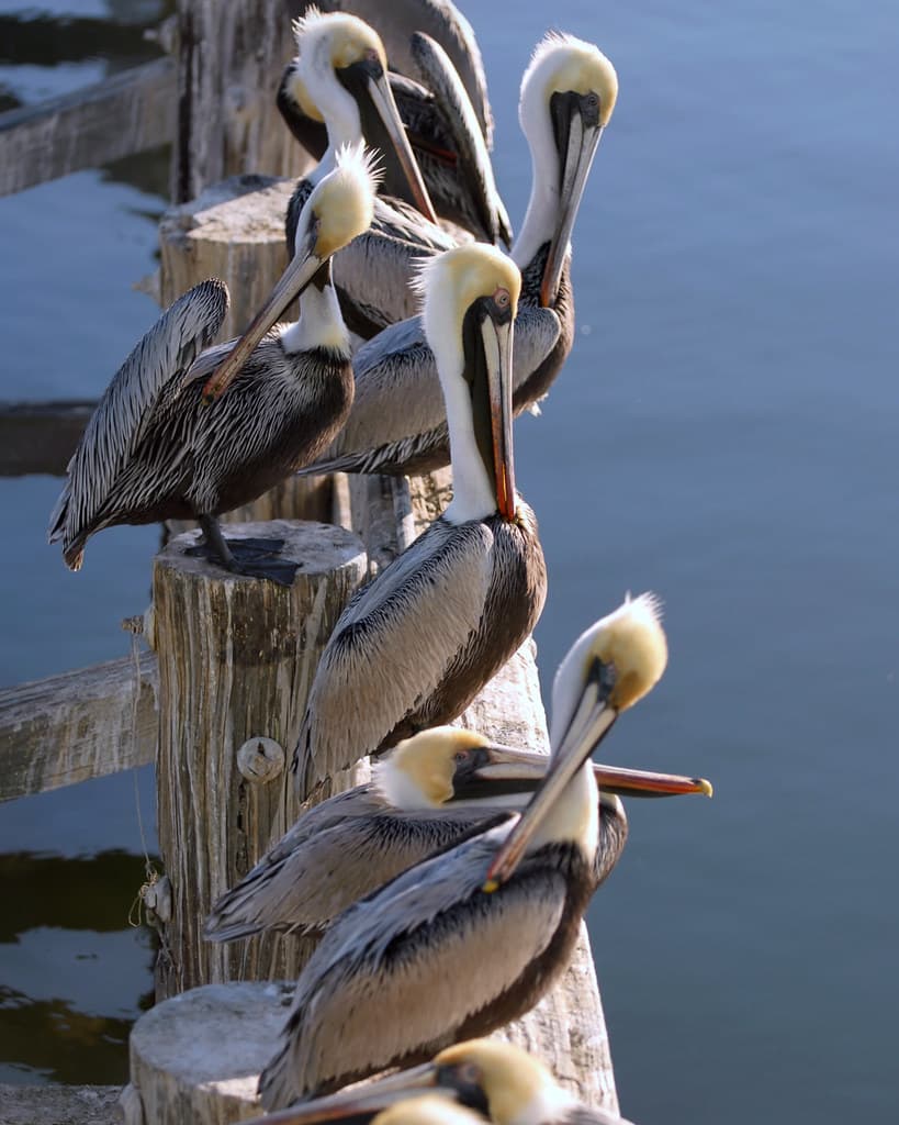 These guys.
