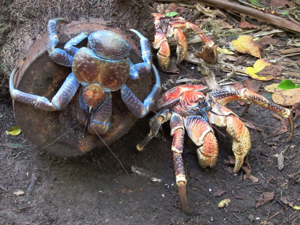 Robber Crabs
