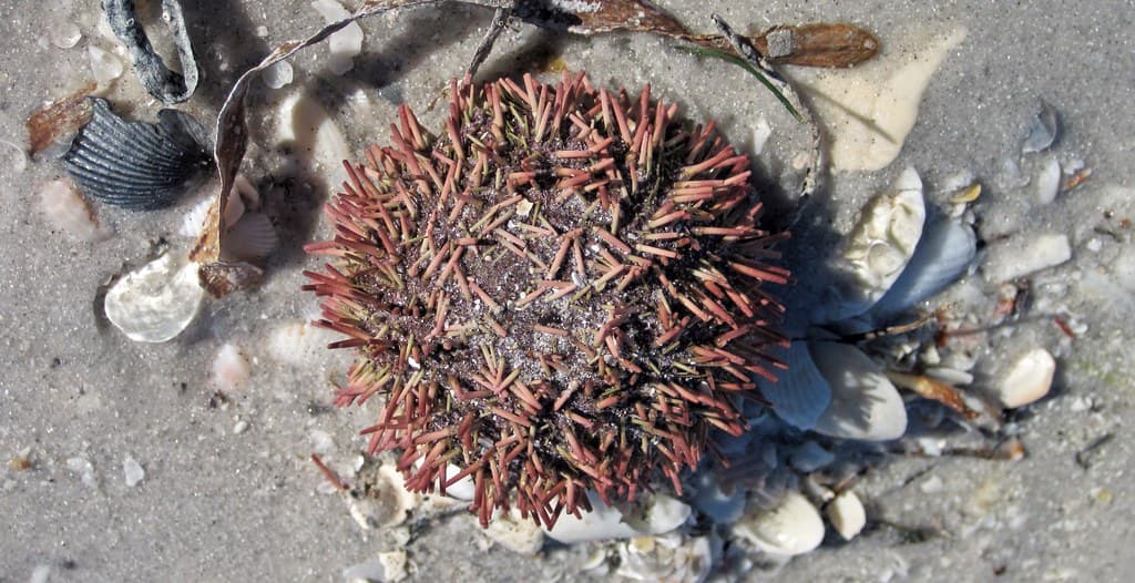 Lytechinus variegatus (variegated sea urchin) (Cayo Costa Island, Florida, USA) 1