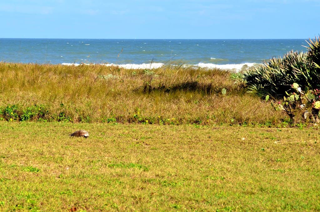 Gamble Rogers State Park