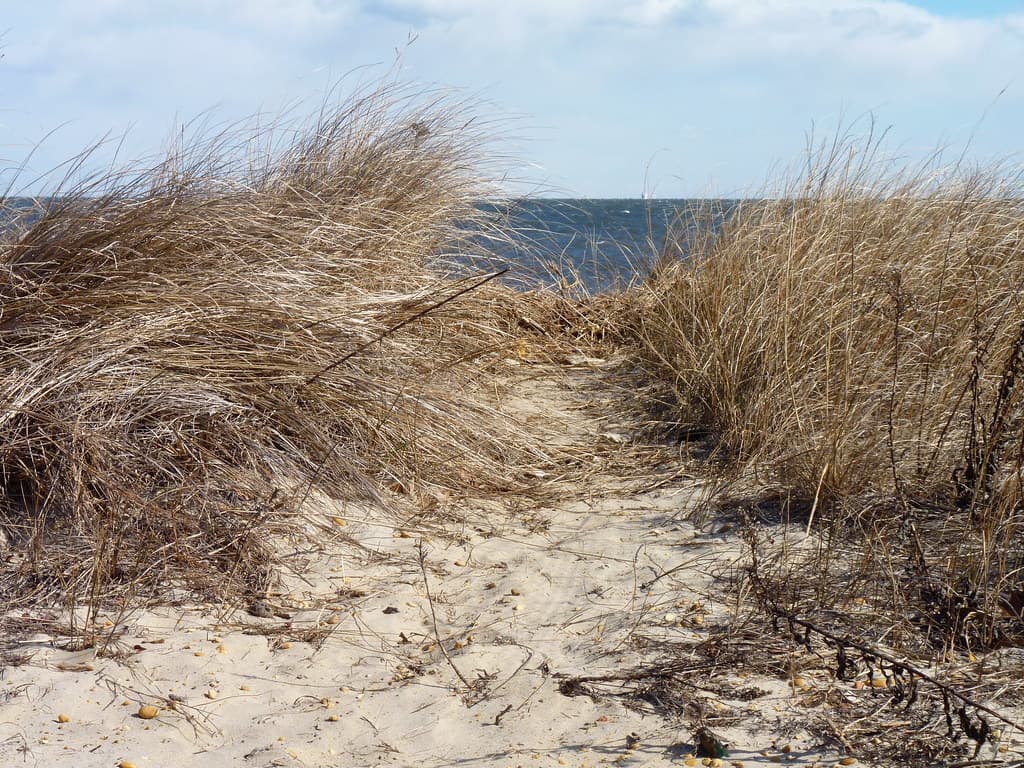 Beach grass