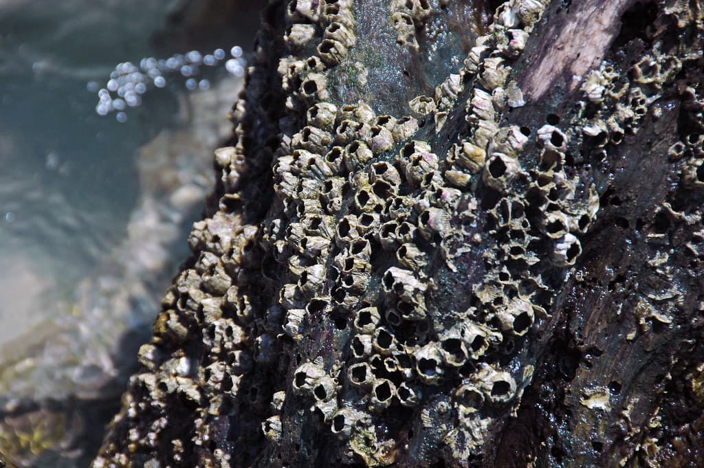 Barnacles encrusting wood (Cayo Costa Island, Florida, USA) 2