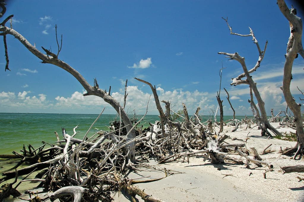 Sea Rim State Park Beach