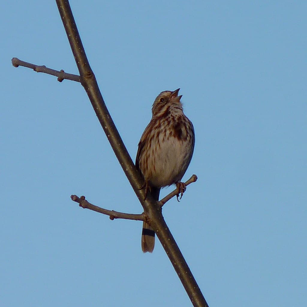 Song Sparrow singing