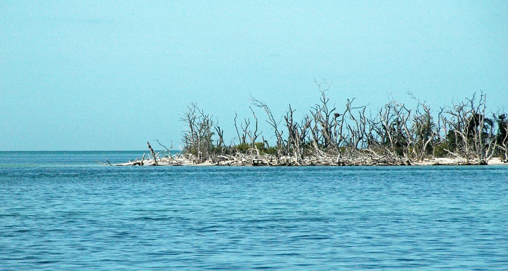 Tree skeletons from 2004's Hurricane Charley (Cayo Costa Island, Florida, USA) 1