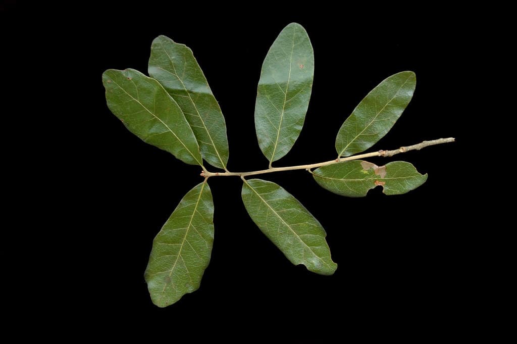 Quercus chapmanii