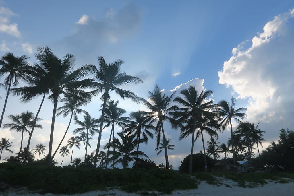 Palms at Kailua Beach, Oahu