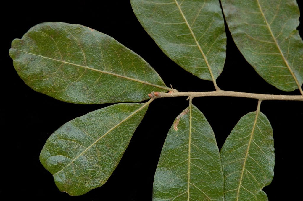 Quercus chapmanii