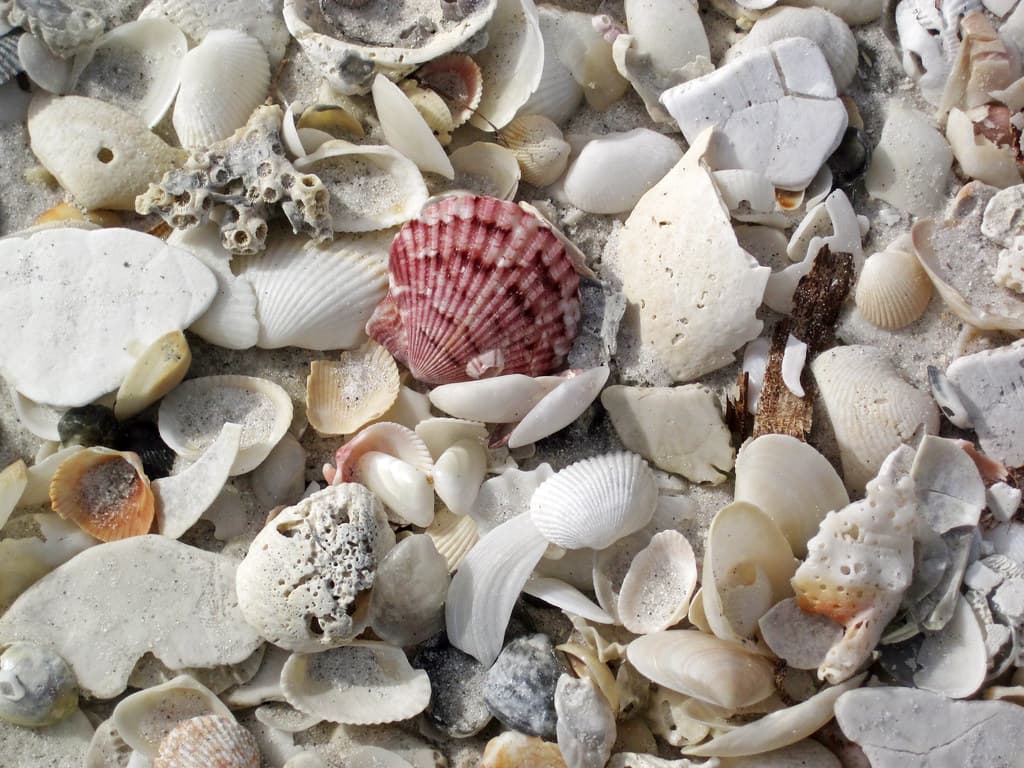 Mollusc shells on marine beach (Cayo Costa Island, Florida, USA) 10