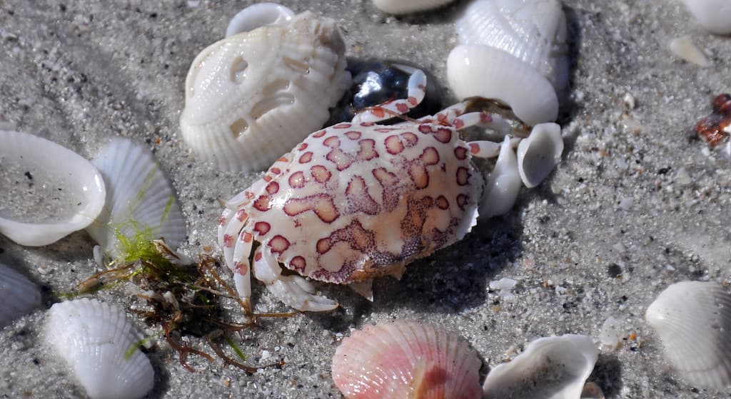 Hepatus epheliticus (calico box crab) (Sanibel Island, Florida, USA) 1