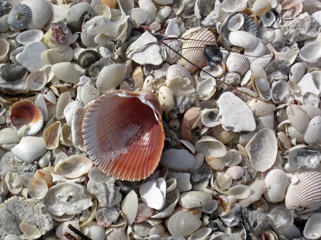 Mollusc shells on marine beach (Cayo Costa Island, Florida, USA) 9