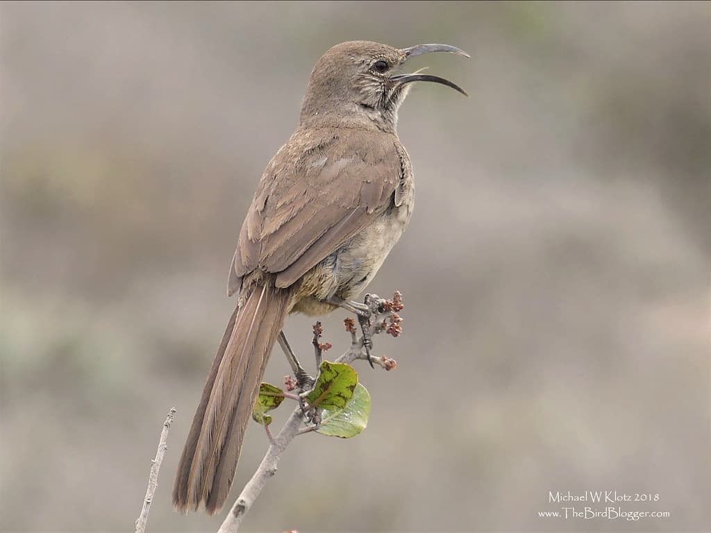 California Thrasher - Dana Point, CA