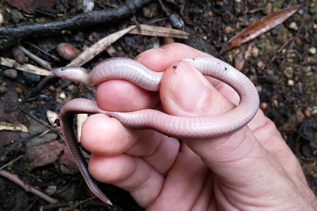 Colubridae: Carphophis amoenus amoenus (Eastern Worm Snake)