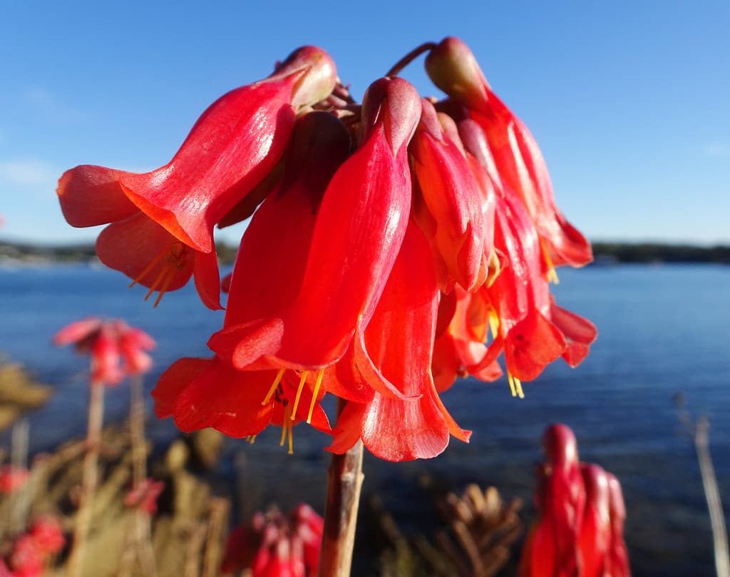 Red trumpets