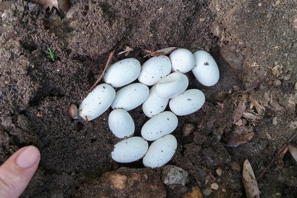 Colubridae: Coluber constrictor constrictor (Northern Black Racer) egg clutch under rock
