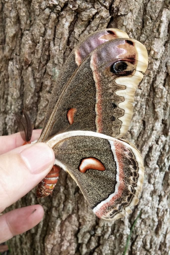 Hyalophora cecropia (Cecropia Silkmoth)
