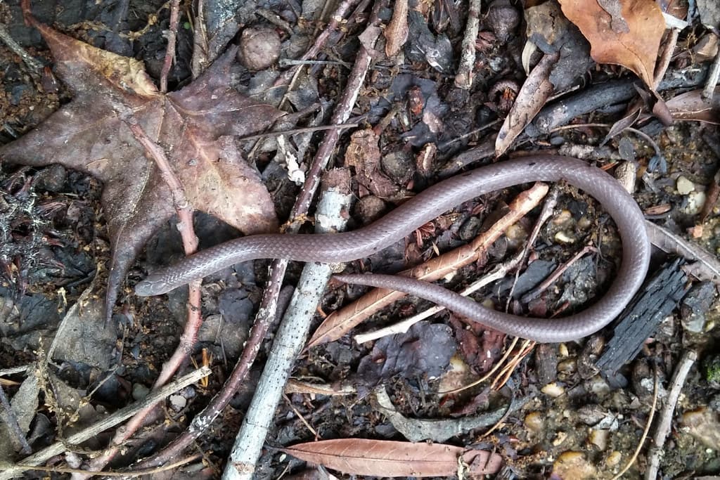 Colubridae: Carphophis amoenus amoenus (Eastern Worm Snake)