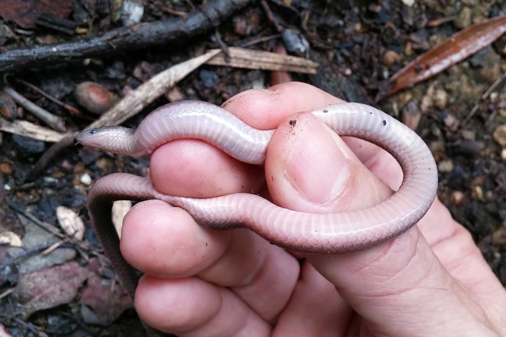 Colubridae: Carphophis amoenus amoenus (Eastern Worm Snake)