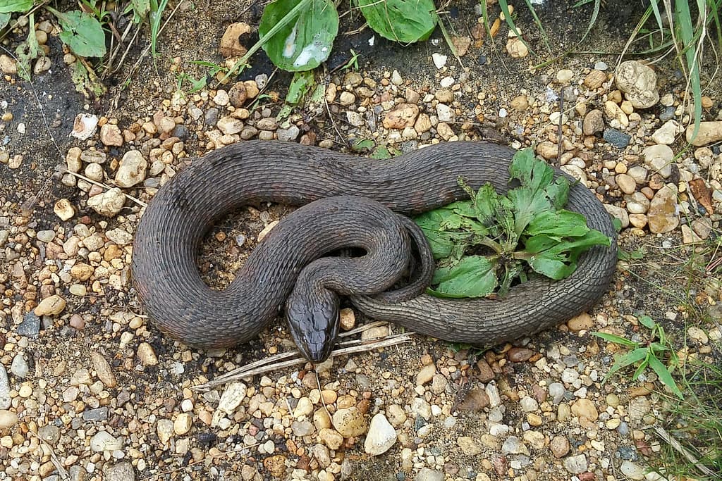 Colubridae: Nerodia sipedon sipedon (Northern Water Snake)