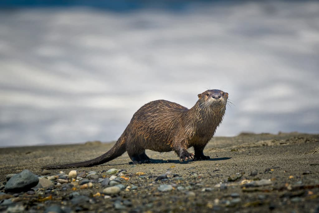 River Otter comes ashore on the Dungeness Spit at Strait of Juan de Fuca, Washington State