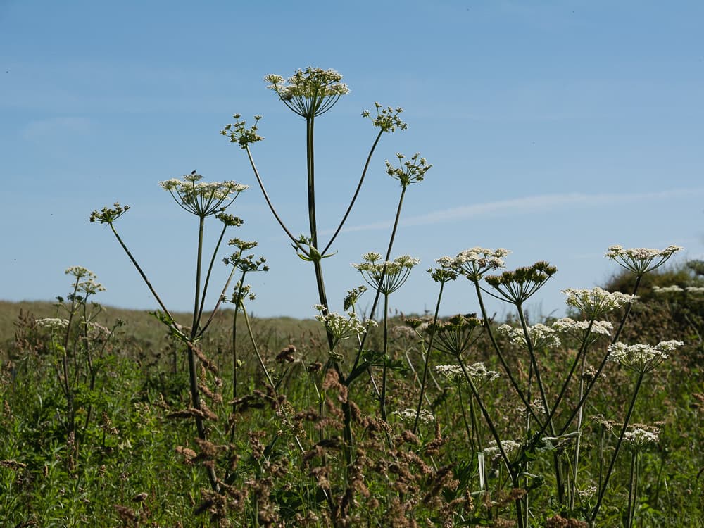 Cow parsley