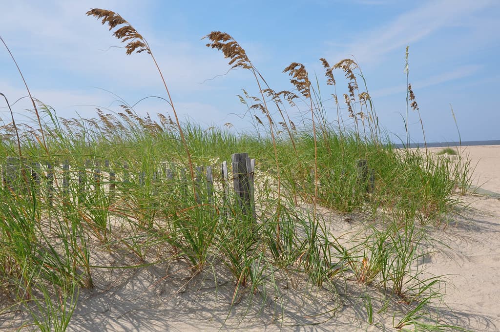 sea oats