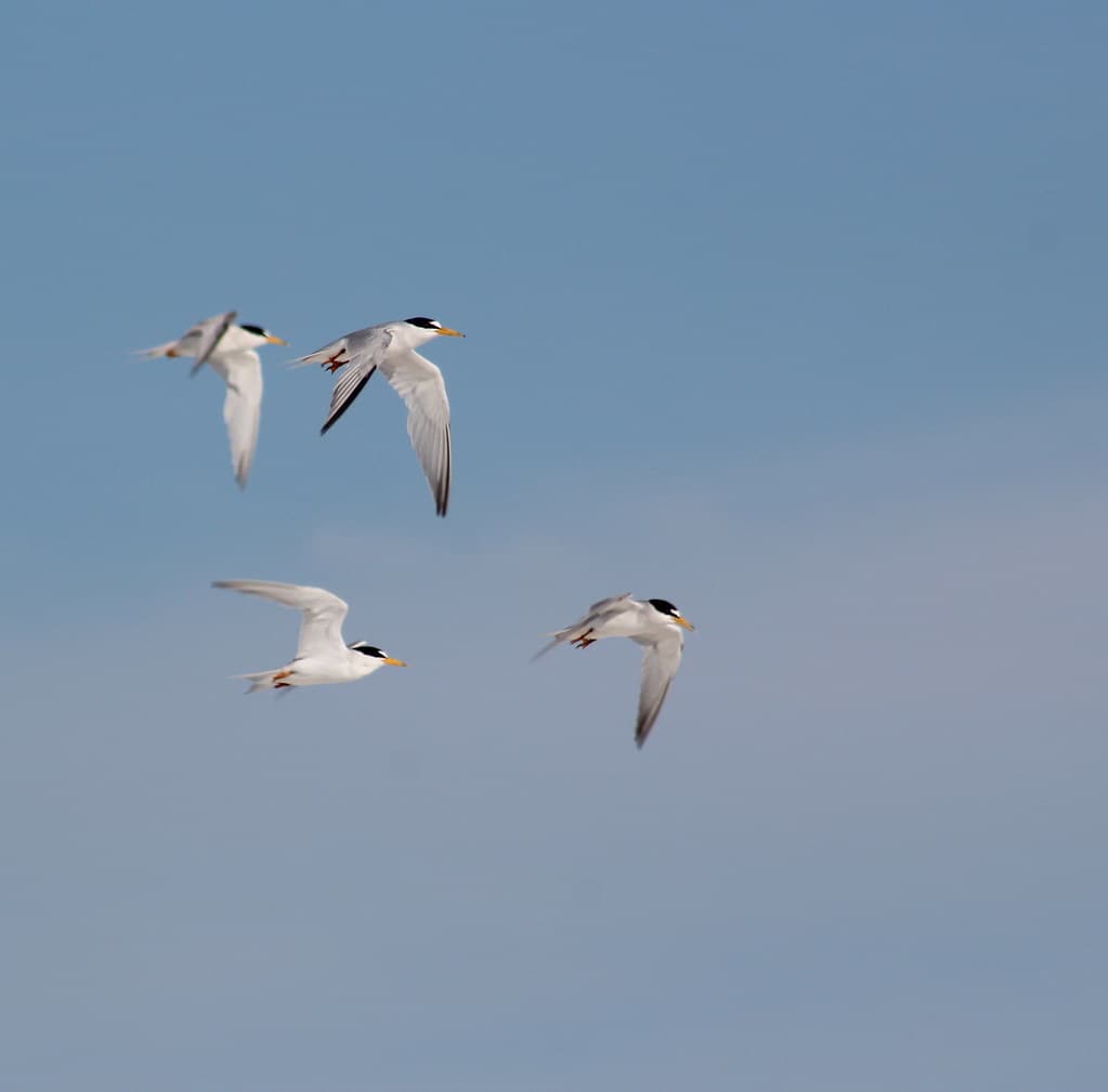 Least Terns