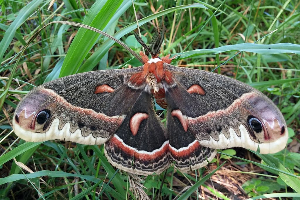 Hyalophora cecropia (Cecropia Silkmoth)