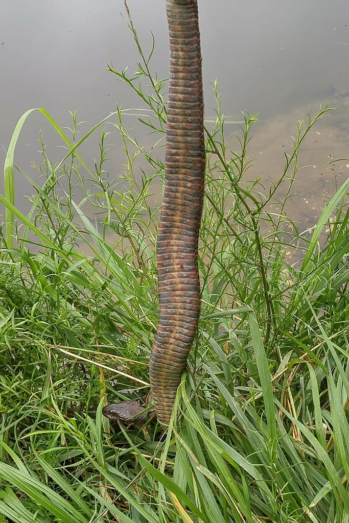 Colubridae: Nerodia sipedon sipedon (Northern Water Snake)