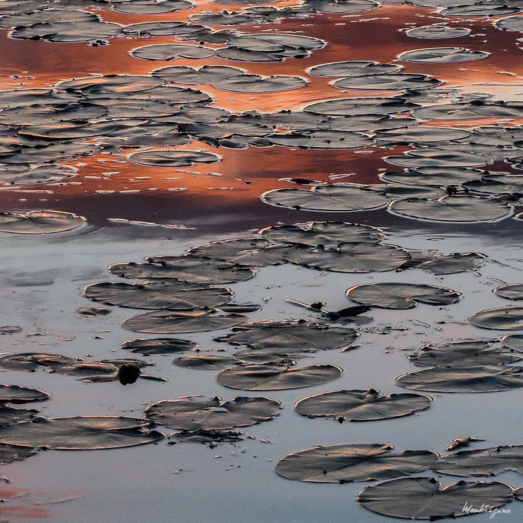 Orange Reflection - Réflexion orangée