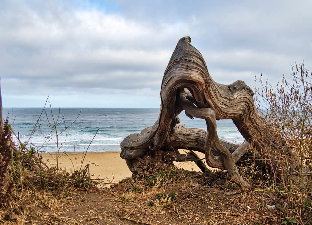 Stump Beach