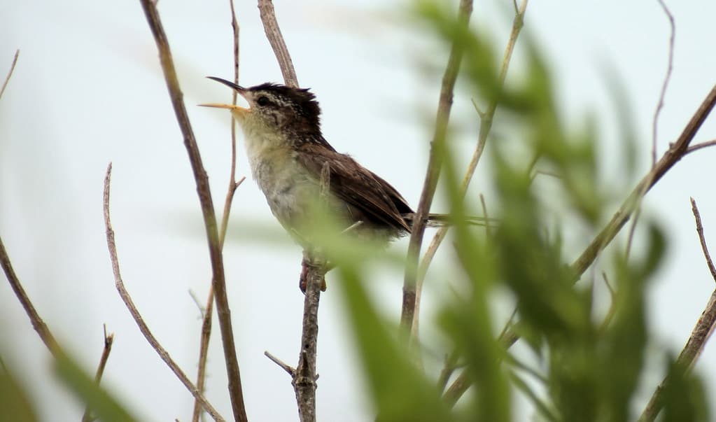 Marsh Wren