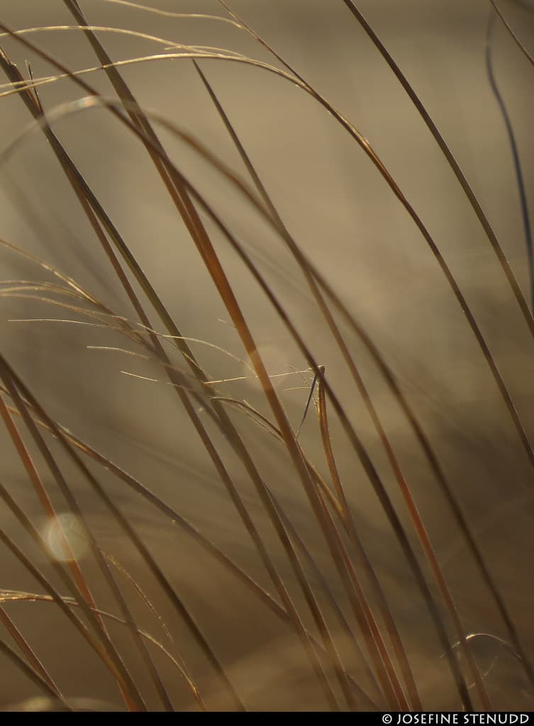 20170101_38 Grass straws & bokeh | Rockaway Park, New York City