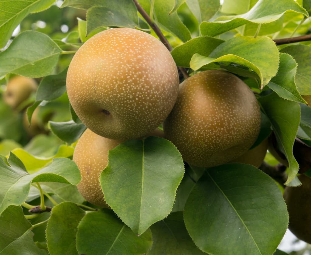 Pyrus pyrifolia Shinko Aug 2018