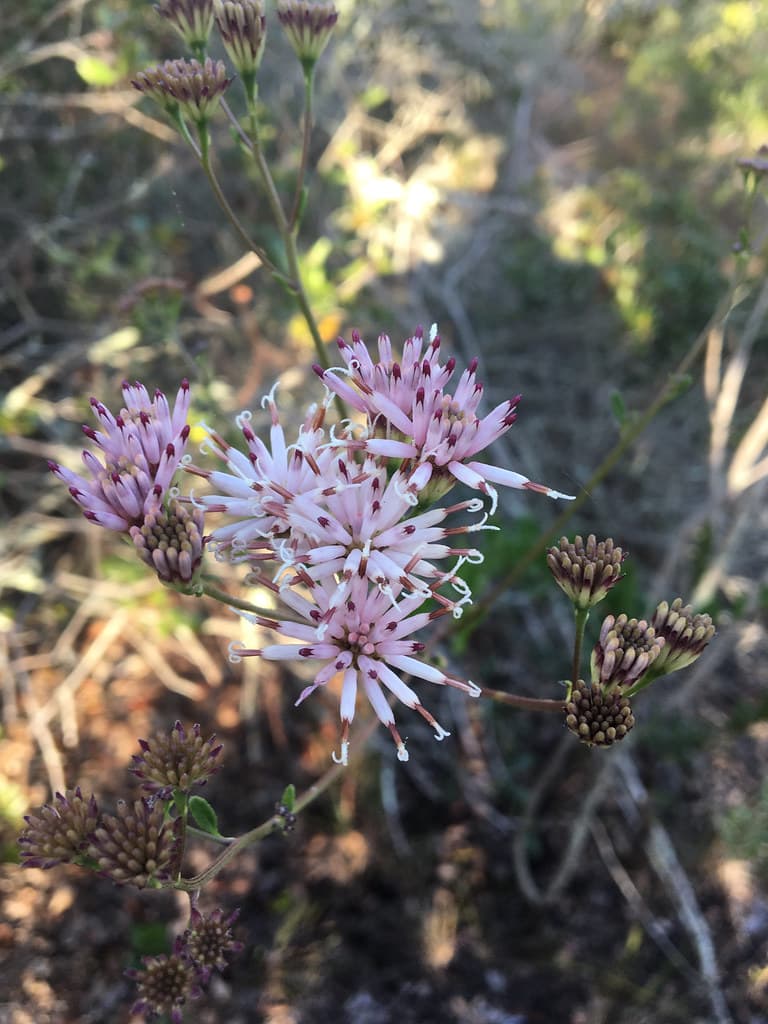Palafoxia feayi