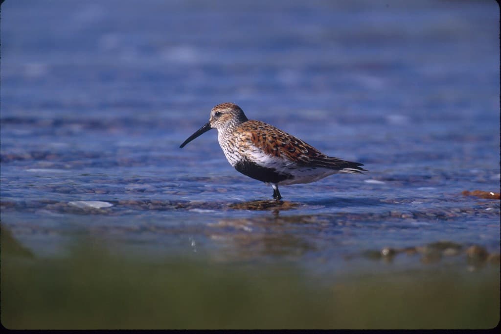 Dunlin