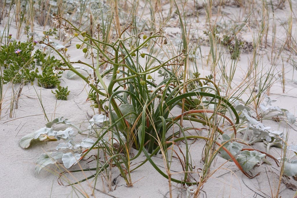 Trachyandra divaricata
