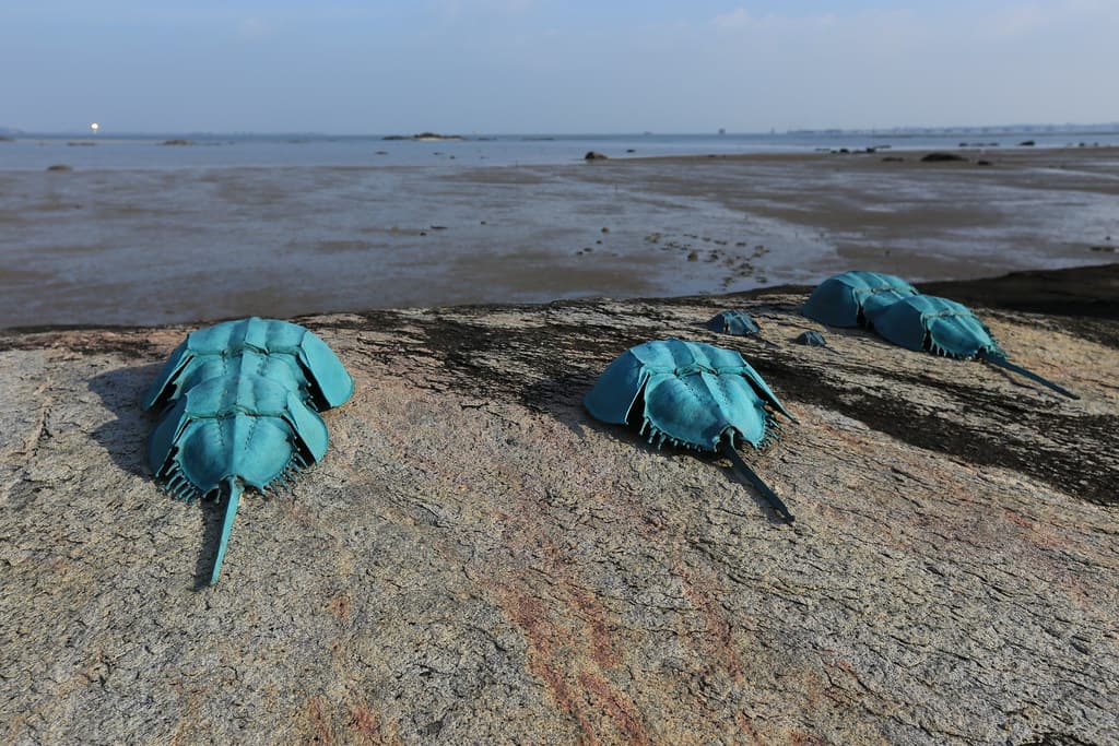 Shuitou Beach — photo by 柯金源 Ke Chin-Yuan