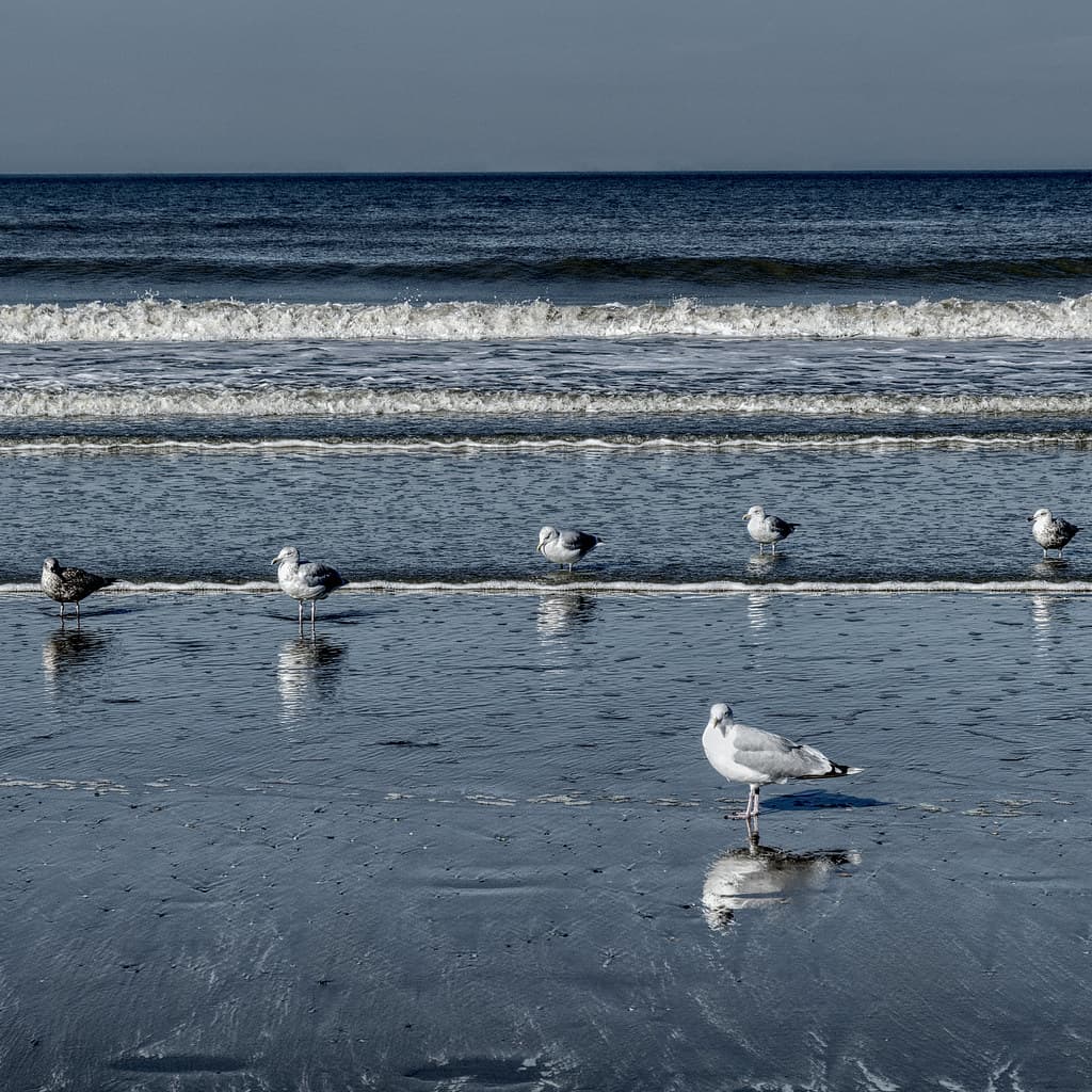 Herring Gull