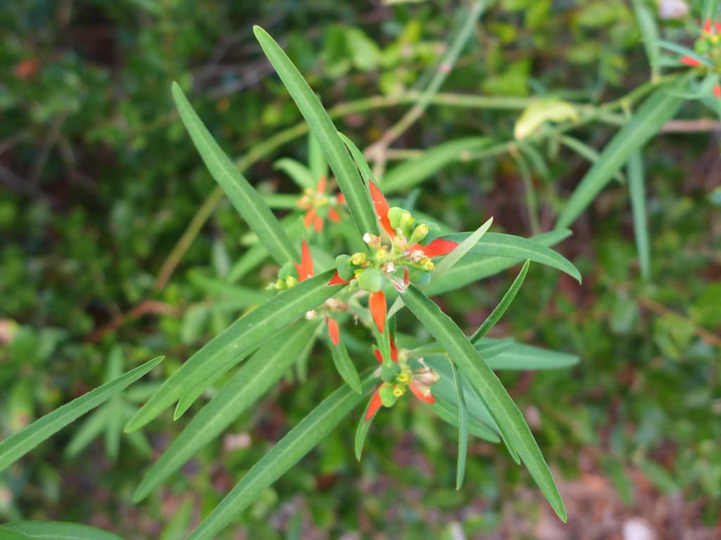 Euphorbia cyathophora 2