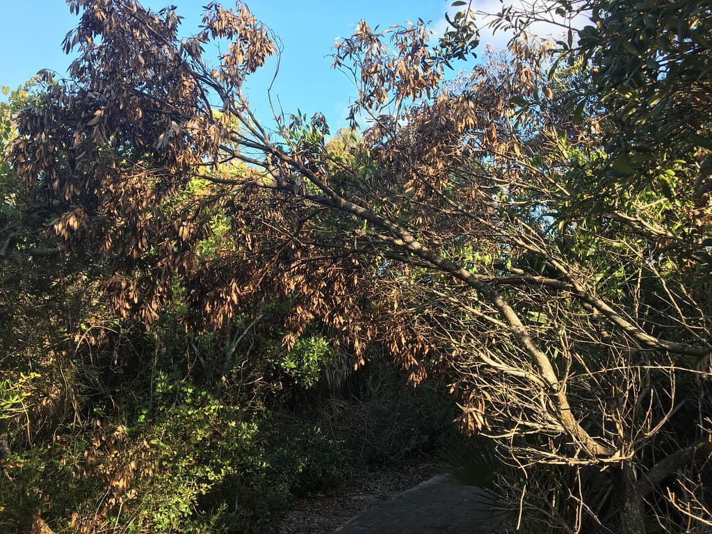 Tamala humilis dying from Laurel wilt