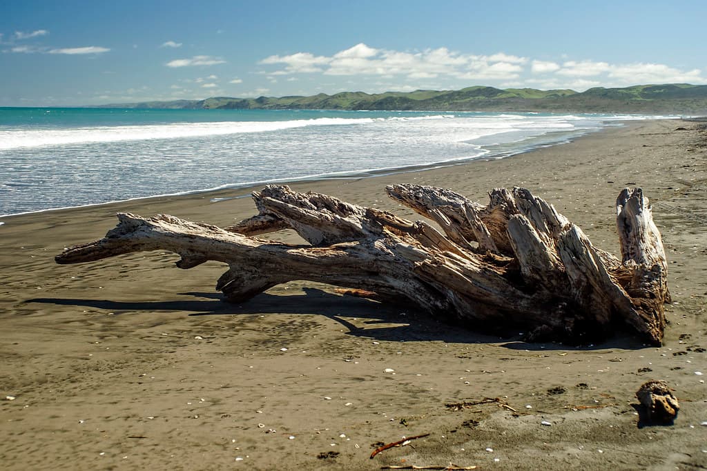 Manu Bay